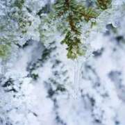 ヒメ日記 2026/01/15 23:49 投稿 まお コートダジュール