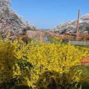 ヒメ日記 2025/04/13 21:04 投稿 こよみ しろわい 仙台店