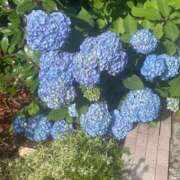 ヒメ日記 2025/06/21 19:24 投稿 こよみ しろわい 仙台店