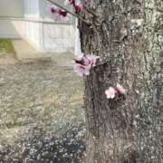 ヒメ日記 2026/04/06 20:34 投稿 こよみ しろわい 仙台店