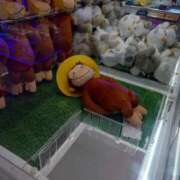 ヒメ日記 2025/03/12 13:02 投稿 みほの 池袋サンキュー