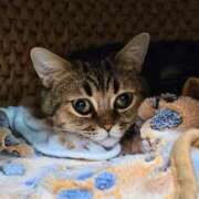 三好れな 猫ちぐら 響-HIBIKI-