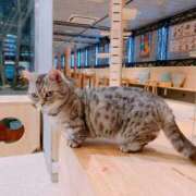 ヒメ日記 2025/03/22 17:26 投稿 ベリー Cawaiiハイ！スクールリターンズ