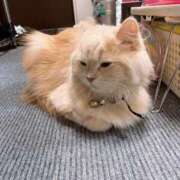 ベリー 出勤🐱 Cawaiiハイ！スクールリターンズ