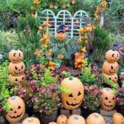 ヒメ日記 2025/10/31 00:01 投稿 月嶋 穂の花 人妻セレブ宮殿