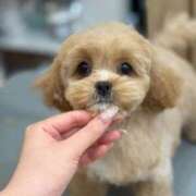 ヒメ日記 2025/11/10 21:22 投稿 ニモ パリス雄琴店