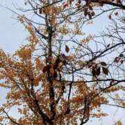 ヒメ日記 2025/11/18 11:42 投稿 すずか パリス雄琴店