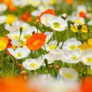 ヒメ日記 2025/06/21 22:12 投稿 朝比奈唯 パリス雄琴店