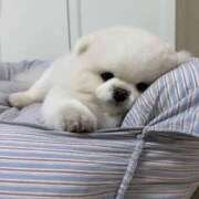 ヒメ日記 2025/10/31 23:32 投稿 朝比奈唯 パリス雄琴店