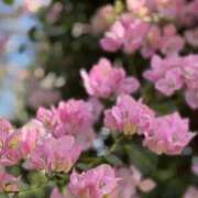 ヒメ日記 2025/03/16 14:22 投稿 りこ♡ パリス雄琴店