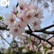 ヒメ日記 2025/04/12 09:22 投稿 りこ♡ パリス雄琴店