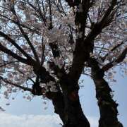 ヒメ日記 2026/04/01 14:28 投稿 氷室はづき 五十路マダムエクスプレス船橋店(カサブランカグループ)