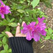 ヒメ日記 2026/04/18 14:16 投稿 氷室はづき 五十路マダムエクスプレス船橋店(カサブランカグループ)