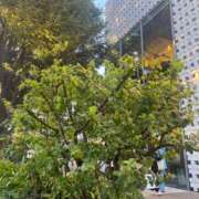 ヒメ日記 2024/12/08 23:41 投稿 さと 渋谷 風俗 奥様発情の会