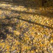 ヒメ日記 2024/12/19 07:32 投稿 さと 渋谷 風俗 奥様発情の会