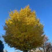 ヒメ日記 2024/12/20 10:16 投稿 さと 渋谷 風俗 奥様発情の会