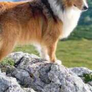 ヒメ日記 2025/01/24 11:31 投稿 さと 渋谷 風俗 奥様発情の会