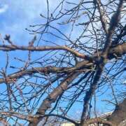 ヒメ日記 2025/01/30 11:09 投稿 さと 渋谷 風俗 奥様発情の会