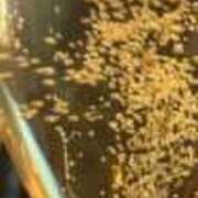 ヒメ日記 2025/03/01 08:32 投稿 さと 渋谷 風俗 奥様発情の会