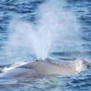 ヒメ日記 2025/03/11 08:46 投稿 さと 渋谷 風俗 奥様発情の会