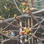 ヒメ日記 2025/03/27 16:01 投稿 さと 渋谷 風俗 奥様発情の会