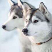 ヒメ日記 2025/04/27 21:37 投稿 さと 渋谷 風俗 奥様発情の会