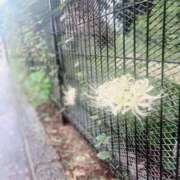 ヒメ日記 2025/10/20 07:38 投稿 さと 渋谷 風俗 奥様発情の会