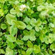 ヒメ日記 2026/01/13 08:30 投稿 ふゆみ ふぞろいの人妻たち