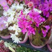 ヒメ日記 2025/04/08 13:36 投稿 かおる 熟女の風俗最終章　越谷店