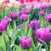 ヒメ日記 2026/02/25 21:12 投稿 かおる 熟女の風俗最終章　越谷店