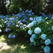 ヒメ日記 2025/06/23 16:12 投稿 かおる 熟女の風俗最終章 西川口店