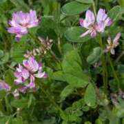 かおる 本指名　Y様お礼です。 熟女の風俗最終章 西川口店