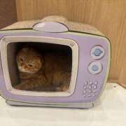 ヒメ日記 2025/12/27 13:23 投稿 ふたば 手コキガールズコレクション