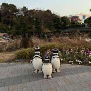 ヒメ日記 2026/04/12 09:42 投稿 真咲あこ 札幌ソフィア