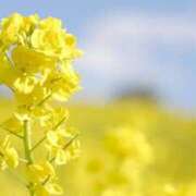 ヒメ日記 2025/03/11 09:26 投稿 りかこ　ゴールド 脱がされたい人妻 木更津店