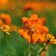 ヒメ日記 2025/09/13 20:28 投稿 りかこ　ゴールド 脱がされたい人妻 木更津店