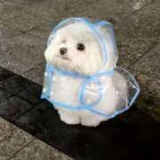 ヒメ日記 2024/12/10 21:12 投稿 あゆり アイドルチェッキーナ本店