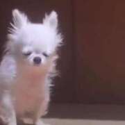 ヒメ日記 2025/05/08 11:22 投稿 あゆり アイドルチェッキーナ本店