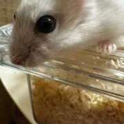 ヒメ日記 2025/10/23 01:00 投稿 さくら 風俗の神様　浜松店