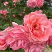 ヒメ日記 2026/01/16 20:39 投稿 さくら 風俗の神様　浜松店