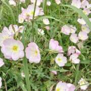 ヒメ日記 2025/06/04 15:11 投稿 しのぶ奥様 川崎人妻ソープ Mint(ミント)