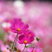 ヒメ日記 2025/09/16 11:34 投稿 しのぶ奥様 川崎人妻ソープ Mint(ミント)