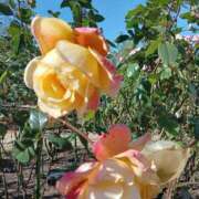 ヒメ日記 2025/12/02 07:41 投稿 しのぶ奥様 川崎人妻ソープ Mint(ミント)