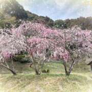 しのぶ奥様 3/30(月)のありがとう🩷 川崎人妻ソープ Mint(ミント)