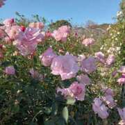 しのぶ奥様 4月の予定🌸 川崎人妻ソープ Mint(ミント)