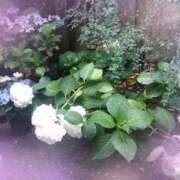 ヒメ日記 2025/06/10 11:45 投稿 さくら奥様 川崎人妻ソープ Mint(ミント)