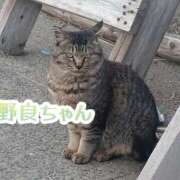 ヒメ日記 2026/01/16 12:16 投稿 さくら奥様 川崎人妻ソープ Mint(ミント)