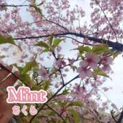 さくら奥様 春は　そこまで🌸 川崎人妻ソープ Mint(ミント)