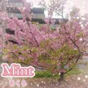 ヒメ日記 2026/04/03 12:16 投稿 さくら奥様 川崎人妻ソープ Mint(ミント)