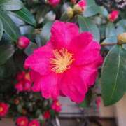 ヒメ日記 2024/12/11 21:34 投稿 ななみ奥様 川崎人妻ソープ Mint(ミント)